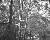 16_wald_medium