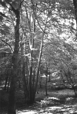 16_wald_medium