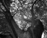 18_baumvonunten_medium
