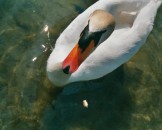 26_schwangreiftan_medium
