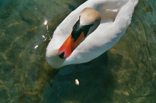 26_schwangreiftan_medium