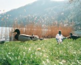29_grosseenten_medium