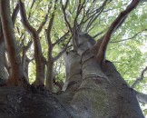 10_schoenerbaum_medium