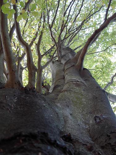 10_schoenerbaum_medium