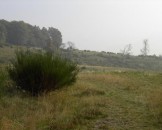 11_steppe_medium