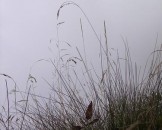 15_gras_medium
