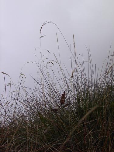 15_gras_medium