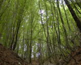 08_wald_big