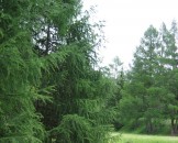 IMG_0964