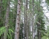 IMG_0965