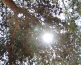 IMG_1323