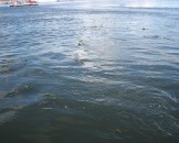 IMG_2701