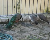IMG_2779