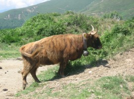 [2008-07-10] Novaggio