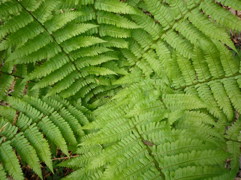 P1000334