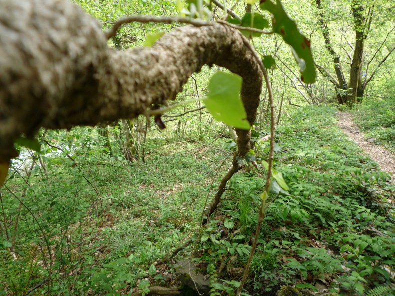 P1000338