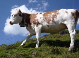 [2009-08-16] Flumserberg