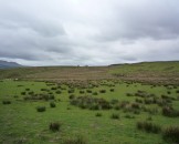 UK2010017