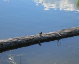 IMG_0176
