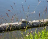 IMG_0177