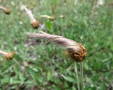 IMG_0435