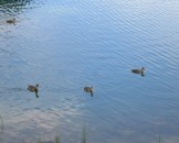 IMG_0065