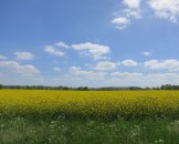 IMG_5429
